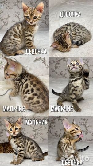 Бенгальская