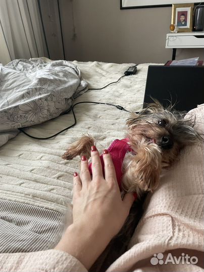 Зооняня: индивидуальная передержка собак