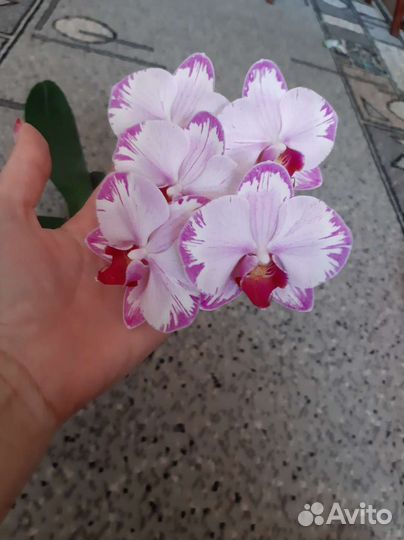 Орхидея фаленопсис