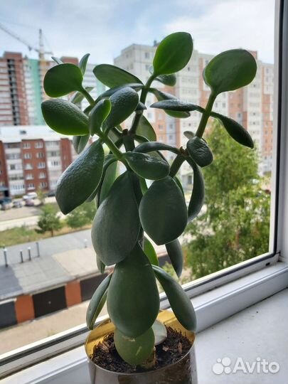 Толстянка (денежное дерево)