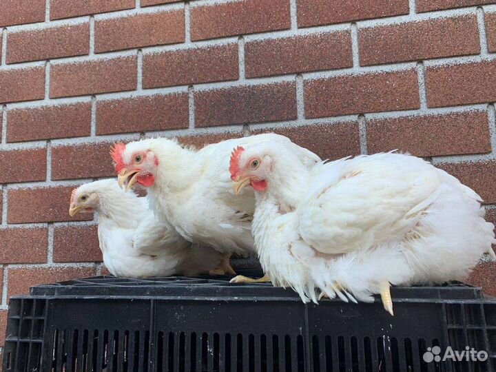 Куры бройлеры на забой