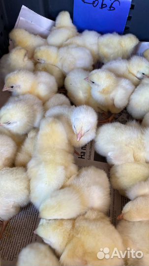 Цыплята бройлеры Кобб500 в ст. Новопокровской