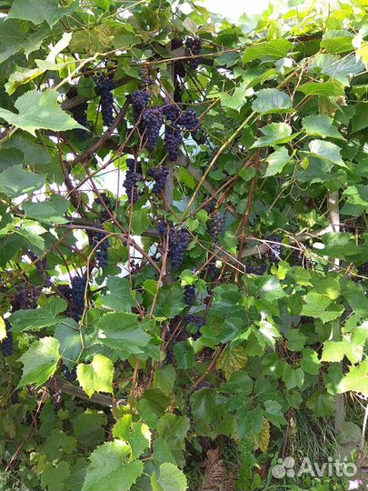 Виноград саженцы2года черный