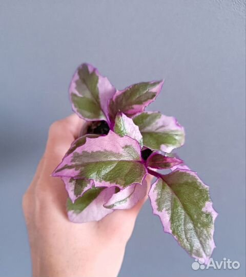 Гинура вариегатная