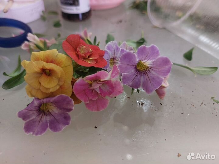 Вегетативные черенки калибрахоа