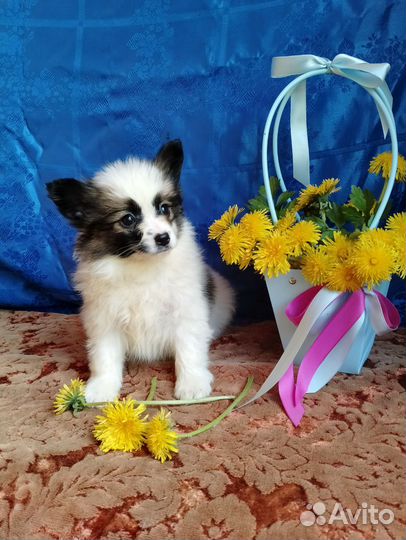 Папийон девочки мини и стандарт