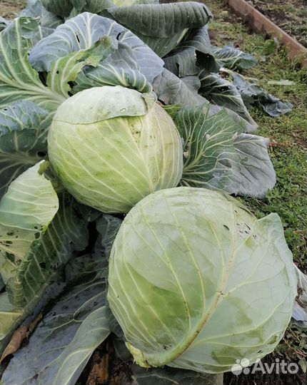 Капуста белокочанная засолочная, капуста цветная