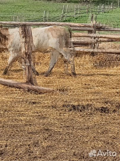 Тёлки, бычки