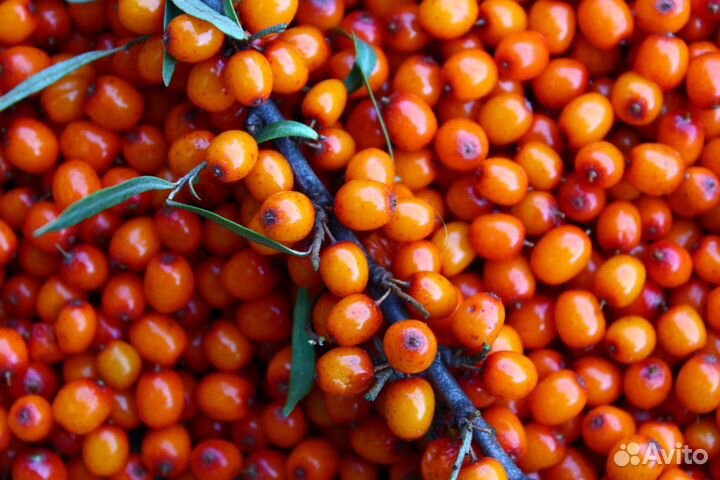 Клюква,брусника,облепиха дикая,черника,облепиха)