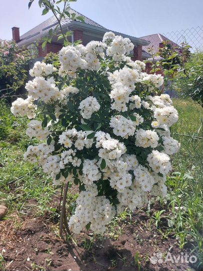 Роза на штамбе