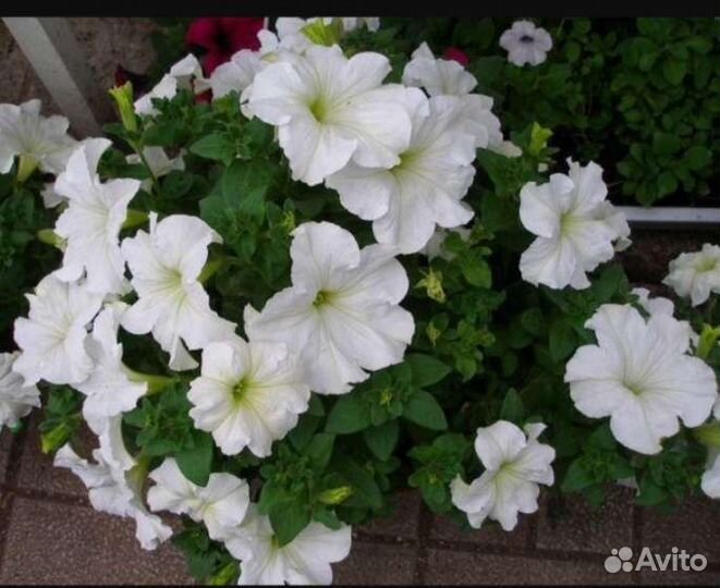 Петунии суперкаскадные