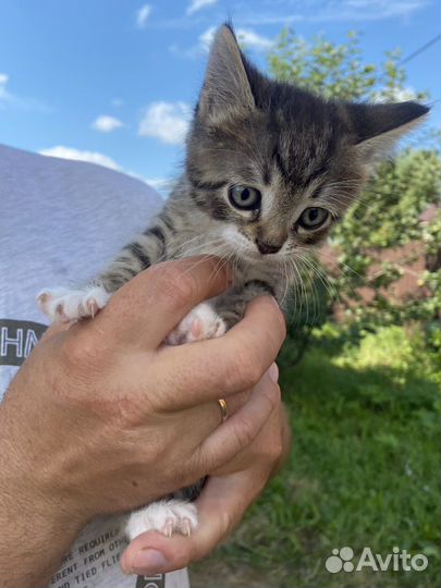 Котята в добрые руки (3 мальчика 1,5 месяца)