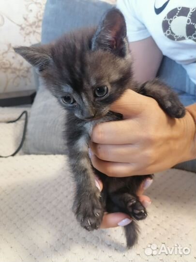 Кошка в дар бесплатно