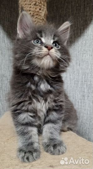 Котята мейн-кун