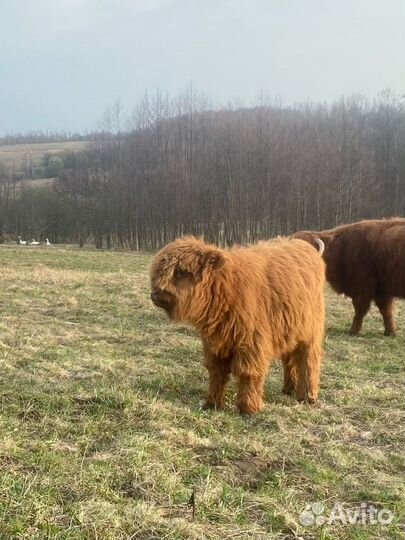 Шотландские коровы, хайленд