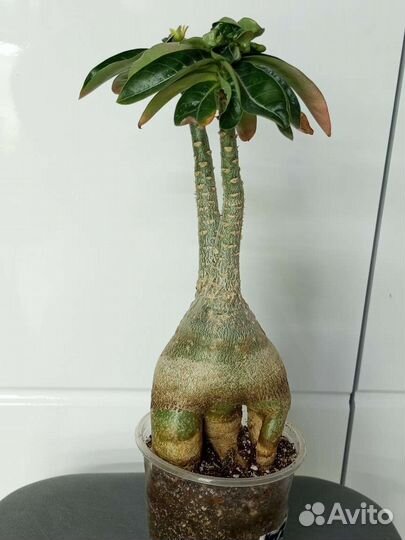 Адениум взрослый