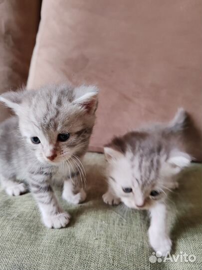 Котята британские шотландские