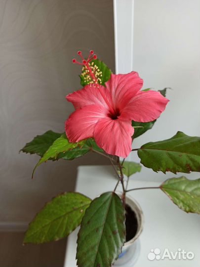 Гибискус китайская роза