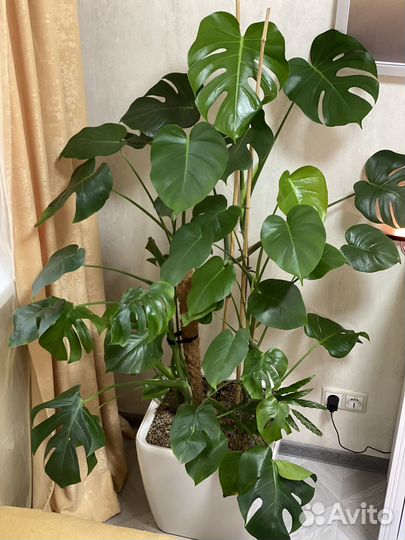 Комнатные растения Монстера