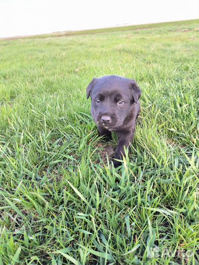 Щенки лабрадора