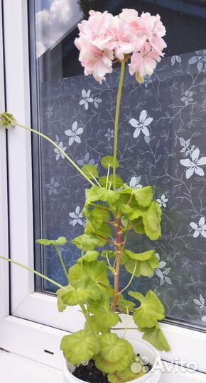 Пеларгония сортовая