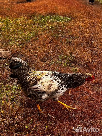 Молодые петухи