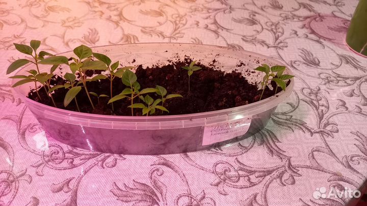 Рассада перца сладкого и острого