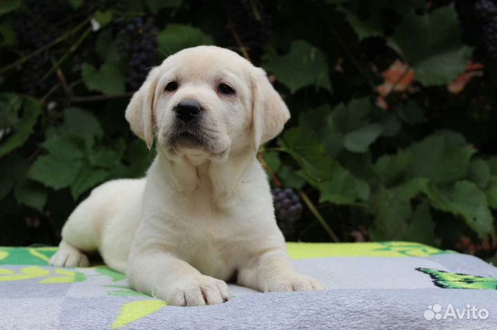 Щенки лабрадора