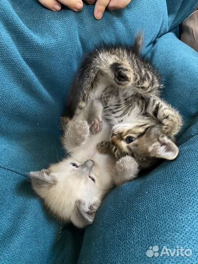 Котик в добрые руки