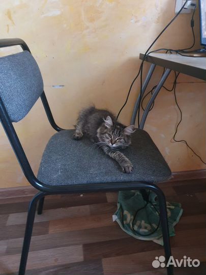 Кошка в дар