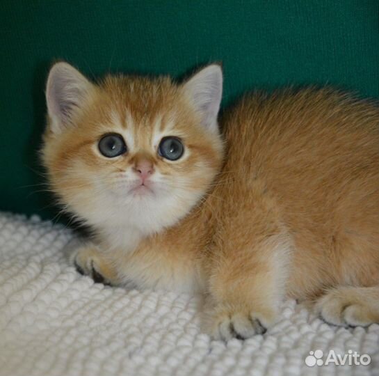 Золотые, с прививками