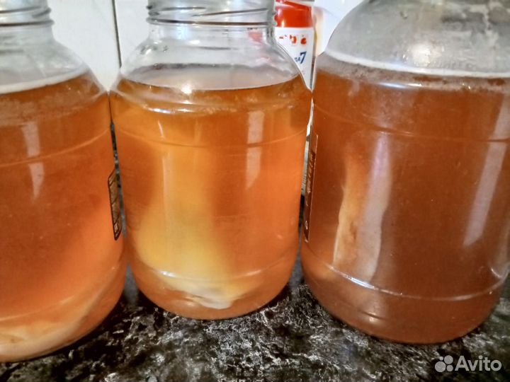 Чайный гриб