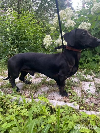 Такса в добрые руки