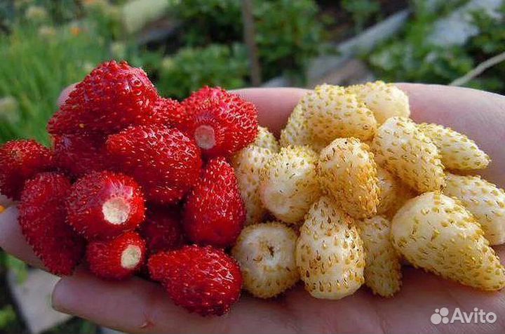 Земляника рассада Сингониум отдам,женское счастье