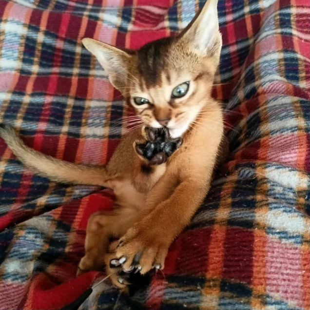 Абиссинский котёнок