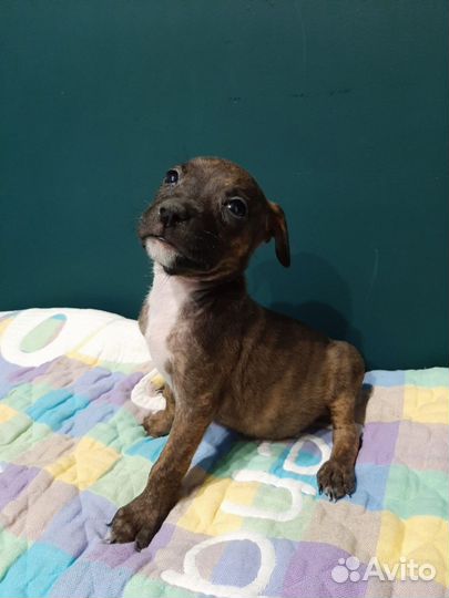 Щенки питбуля