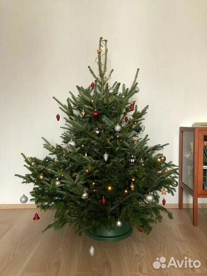 Ёлочка новогодняя Живая ель