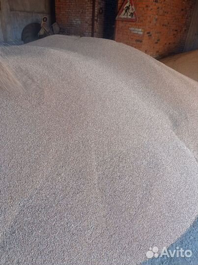 Зерно пшеница