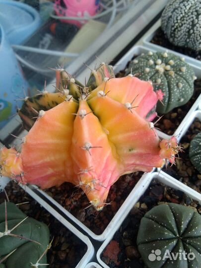 Гимнокалициум биколор