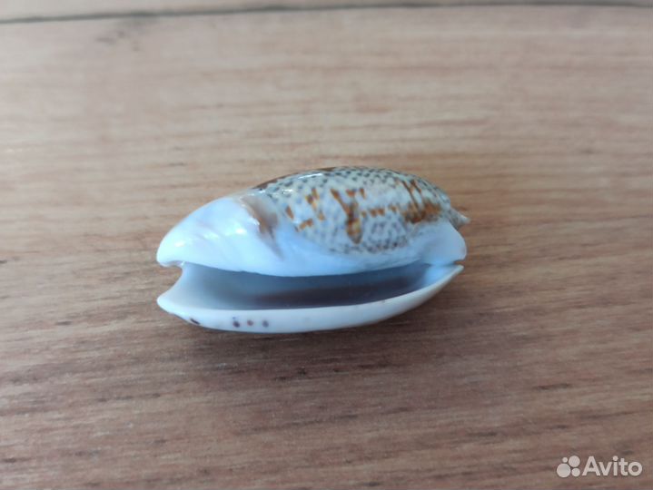 Морская раковина