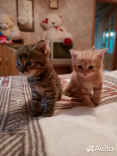 Котята
