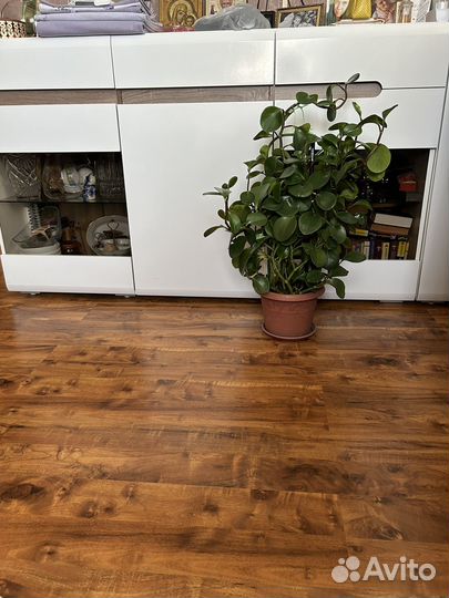 Пеперомия туполистная