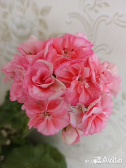 Пеларгония Jägershus Börre и др