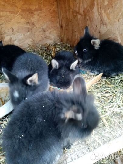 Кролик декоративный