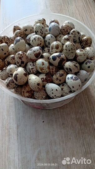 Яйца перепелиные