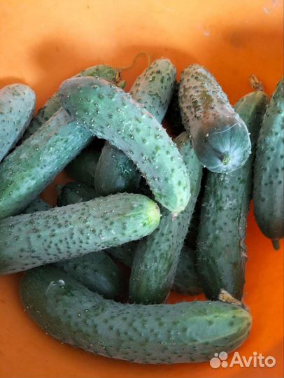 Ведро огурцов