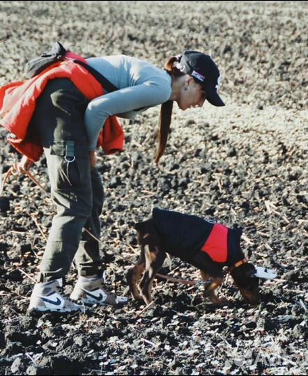 Дрессировка собак, аджилити, хендлинг