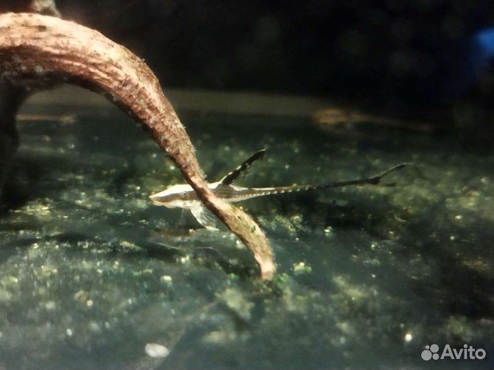 Стурисома панамская