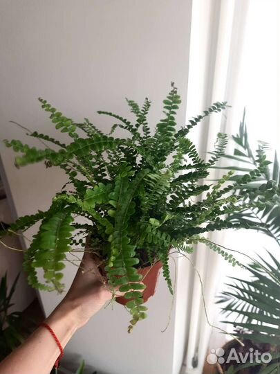 Папоротник нефролепис Даффи