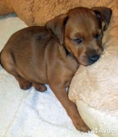 Цвергпинчер